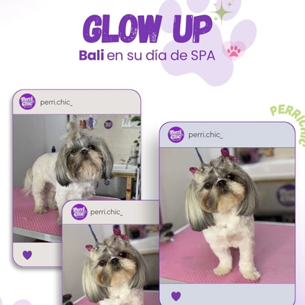 Corte de Shih Tzu en peluquería canina Puente Alto — Perrichic